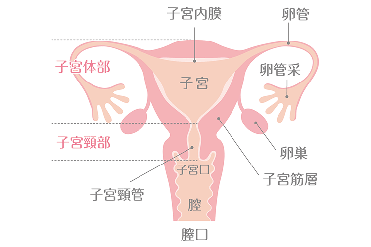 子宮内のイラスト